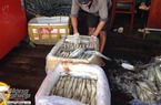 Cà Mau: Giá cá chét tăng kỷ lục, ngư dân lãi to