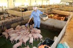 Sẽ hỗ trợ kinh phí bảo vệ nguồn giống lợn