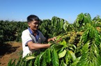 Giá cà phê tăng mạnh trở lại