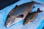 Cận cảnh loài cá hồi biến đổi gen đầu tiên được chấp nhận tại thị trường Mỹ