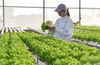 Bắc Ninh phát triển nông nghiệp công nghệ cao