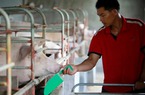 Dịch tả lợn Châu Phi có nguy cơ thổi bùng lạm phát tại Việt Nam?