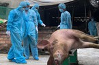 Xử lý nghiêm hành vi trục lợi chính sách hỗ trợ tiêu hủy lợn bệnh