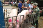 Giá lợn hơi miền Bắc duy trì mức cao: "Liều” tái đàn giữa vùng dịch
