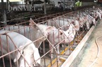 Giá heo hơi 3/7: Lợn an toàn sinh học giá 45.000 đồng/kg