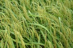 Bắt tay doanh nghiệp trồng lúa chất lượng cao, không lo rớt giá