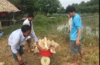 Đồng bằng sông Cửu Long: Giá vịt thương phẩm tăng cao do dịch tả lợn