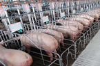 Chủ tịch Tập đoàn Dabaco: Giá lợn tại Trung Quốc đã lên 74.000 đ/kg, giá lợn sẽ tăng trong 4 tháng tới