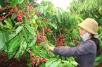 Tổng Công ty Cà phê Việt Nam gặp nhiều khó khăn do giá cà phê lao dốc