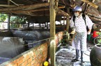 Thái Bình: Đàn lợn bị "xoá sổ", nông dân “liều” nuôi gia cầm