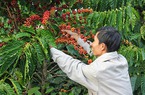Đau cho cà phê Việt: Sản lượng thứ 2, giá... đứng cuối