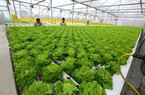 TP.HCM: 46,8% diện tích gieo trồng rau đạt chuẩn VietGAP