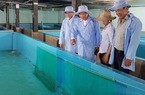 Doanh nghiệp nuôi tôm hùm thương phẩm trên cạn đầu tiên cả nước