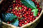 Giá cà phê hôm nay 13/8: Đắk Lắk tăng tới 900 đồng/kg