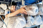 Hai chàng trai "9x" rẽ lối khởi nghiệp với nông nghiệp