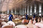 Cổ phiếu ngành chăn nuôi có hưởng lợi khi giá lợn phục hồi?