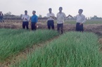 Kiên Giang: Nông dân trồng kiệu phấn khởi đón Tết