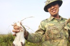 Người dân Hà Nội kiếm tiền triệu mỗi ngày từ nghề săn "cu tý"