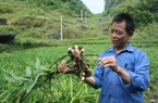 Cao Bằng: Tốc độ tăng trưởng nông nghiệp đạt gần 3% 