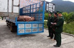 Quảng Ninh: Bắt giữ 1,8 tấn lợn thịt chuẩn bị vượt biên