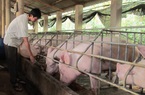 Thịt lợn giảm giá mạnh, mấy triệu hộ dân lại lo lắng