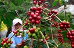 Các nhà sản xuất cà phê ở Indonesia kêu gọi hỗ trợ dưới tác động của đại dịch