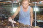 Trồng la liệt thứ nấm đặc sản, ăn sần sật, ngọt như mì chính, ông nông dân tỉnh Thái Nguyên lãi 60 triệu/tháng