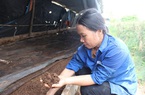 Hà Tĩnh: Nuôi loài không mắt, trơn tuồn tuột, tối ngày chui dưới đất, bà nông dân mỗi năm bỏ túi cả trăm triệu đồng