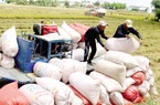 126 tấn gạo thơm đầu tiên đã vào EU với thuế suất 0%