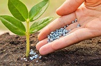 Cổ phiếu ngành phân bón kỳ vọng tiềm năng khi được gỡ nút thắt