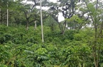 Đắk Lắk hướng tới sản xuất cà phê thông minh kết hợp phục hồi rừng