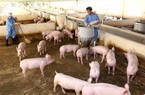 "Đại gia" chăn nuôi lợn lãi nghìn tỷ, "tay ngang" Hoà Phát cũng bắt đầu hái "lộc"