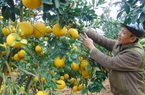 Bắc Giang lên kế hoạch thu hút du khách đến vườn trái cây Lục Ngạn