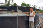 Quảng Ninh: Kỹ sư tin học nuôi tôm công nghệ cao, ngay vụ đầu đã lãi 400 triệu đồng ở cái ao bé tý