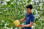 Quảng Ninh: Trồng dưa lưới tiêu chuẩn VietGAP, bỏ túi tiền tỷ mỗi năm