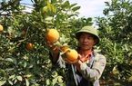 “Phao cứu sinh” giúp người Thái vùng cao thoát nghèo