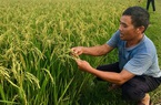 Huế: Phát triển vùng sản xuất lúa chất lượng cao lợi nhuận tăng thêm 10-15%

