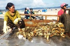Phú Yên: Dân nuôi tôm hùm khóc cạn nước mắt bởi lũ  cuốn ồ ạt, tôm chết do sốc lũ bán rẻ mạt