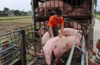 Giá lợn hơi hôm nay 14/11: Miền Nam vẫn giữ giá cao nhất cả nước