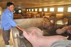 Giá lợn hơi hôm nay (15/11): Thái Nguyên có giá cao nhất toàn miền Bắc
