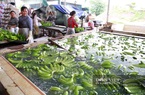Bình Dương: Hợp tác trồng chuối hiện đại, bán đi nhiều nước 