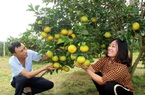 Choáng ngợp với những vườn cam Vinh trĩu quả ở Anh Sơn