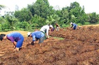 Hậu Giang: Thứ nấm đặc sản này cuối vụ bất ngờ tăng giá, nhiều hộ tiếc hùi hụi vì điều này