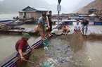 Lai Châu: Một ông tỷ phú nông dân thuần hóa và nuôi thành công loài "thủy quái" ở thượng nguồn sông Đà