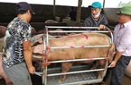 Giá lợn hơi hôm nay (18/11): Đồng loạt giảm ở nhiều địa phương