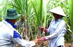 Xuất khẩu kỷ lục 250.000 tấn đường trong bối cảnh ATIGA, “vua mía đường” Đặng Văn Thành nói điều này…