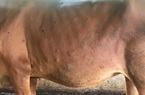 Lo ngại bệnh viêm da nổi cục bùng phát trên đàn trâu bò gây thiệt hại cho nông dân