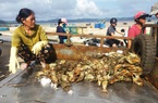 Người dân miền Trung đang cần giống cây - con gì để nuôi trồng mà nhanh hồi vốn sau mưa lũ lịch sử?