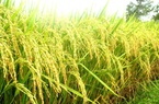 TT-Huế phân bổ hơn 1.000 tấn giống lúa và giống rau hỗ trợ người dân 