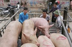 Giá lợn hơi hôm nay (21/11): Giữ giá ổn định ở hầu khắp các tỉnh